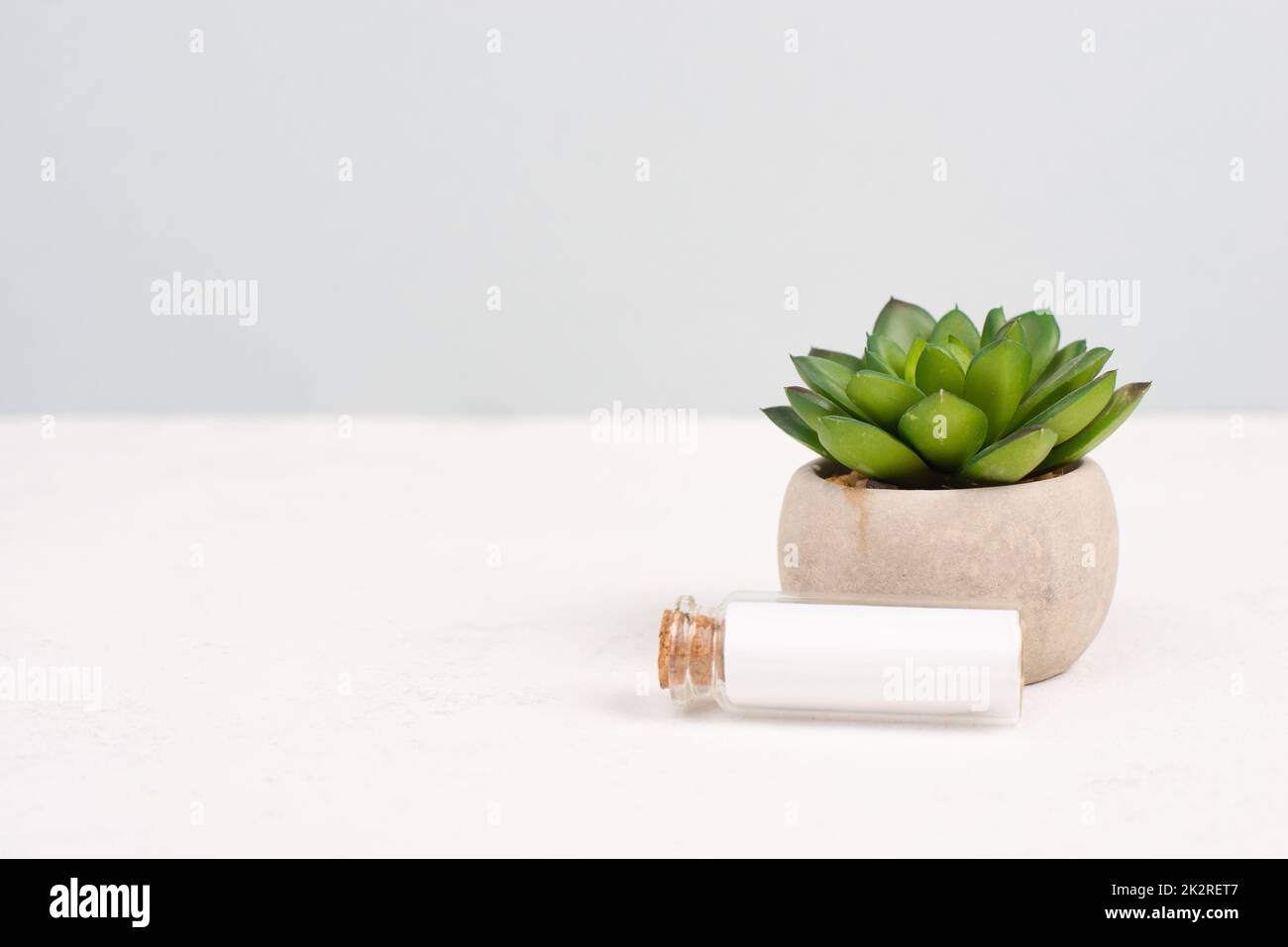 Kaktus mit einer leeren Flasche für Text, in einem Topf auf grauem Hintergrund, minimalistische Dekoration, Pflanzen am Schreibtisch, modernes Heimbüro, Grußkarte Stockfoto