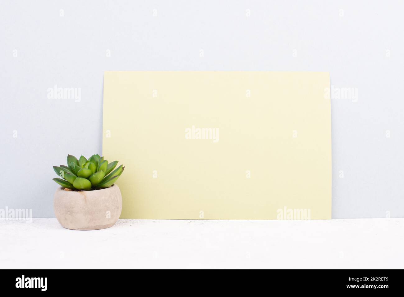 Kaktus in einem Topf auf grauem und gelbem Hintergrund, minimalistische Dekoration, Pflanze am Schreibtisch, Platz für Text, modernes Zuhause Stockfoto