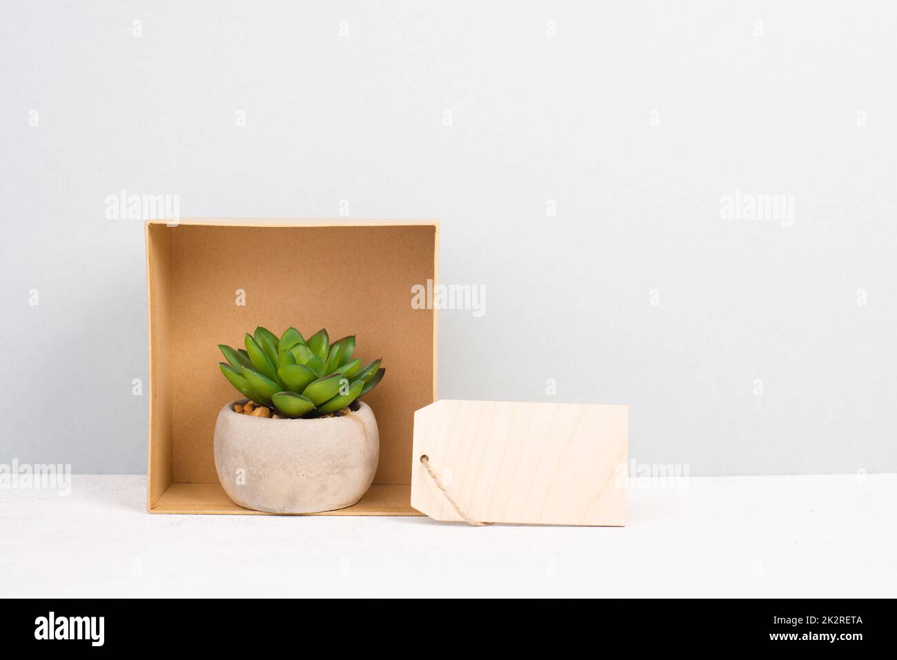 Kaktus in einer Geschenkbox mit leerem Etikett für Text, in einem Topf auf grauem Hintergrund, minimalistische Dekoration, Pflanzen am Schreibtisch, modernes Zuhause, Grußkarte Stockfoto
