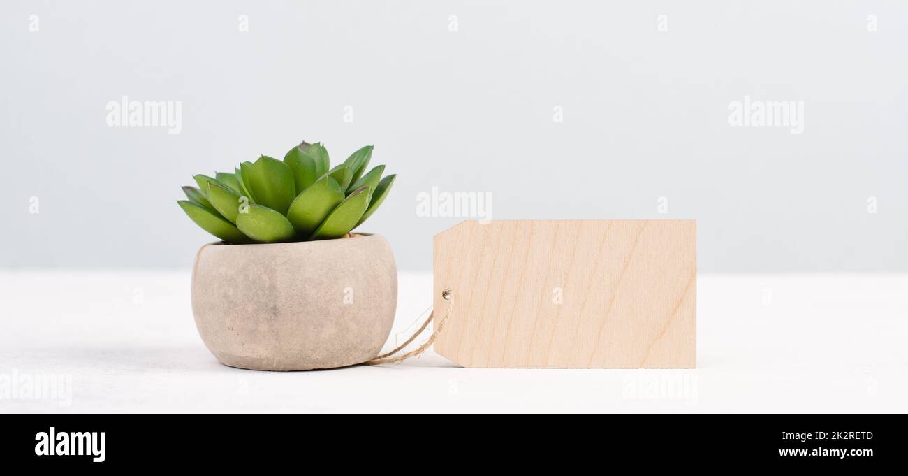 Kaktus mit leerem Etikett für Text, in einem Topf auf grauem Hintergrund, minimalistische Dekoration, Pflanze am Schreibtisch, modernes Zuhause, Grußkarte Stockfoto