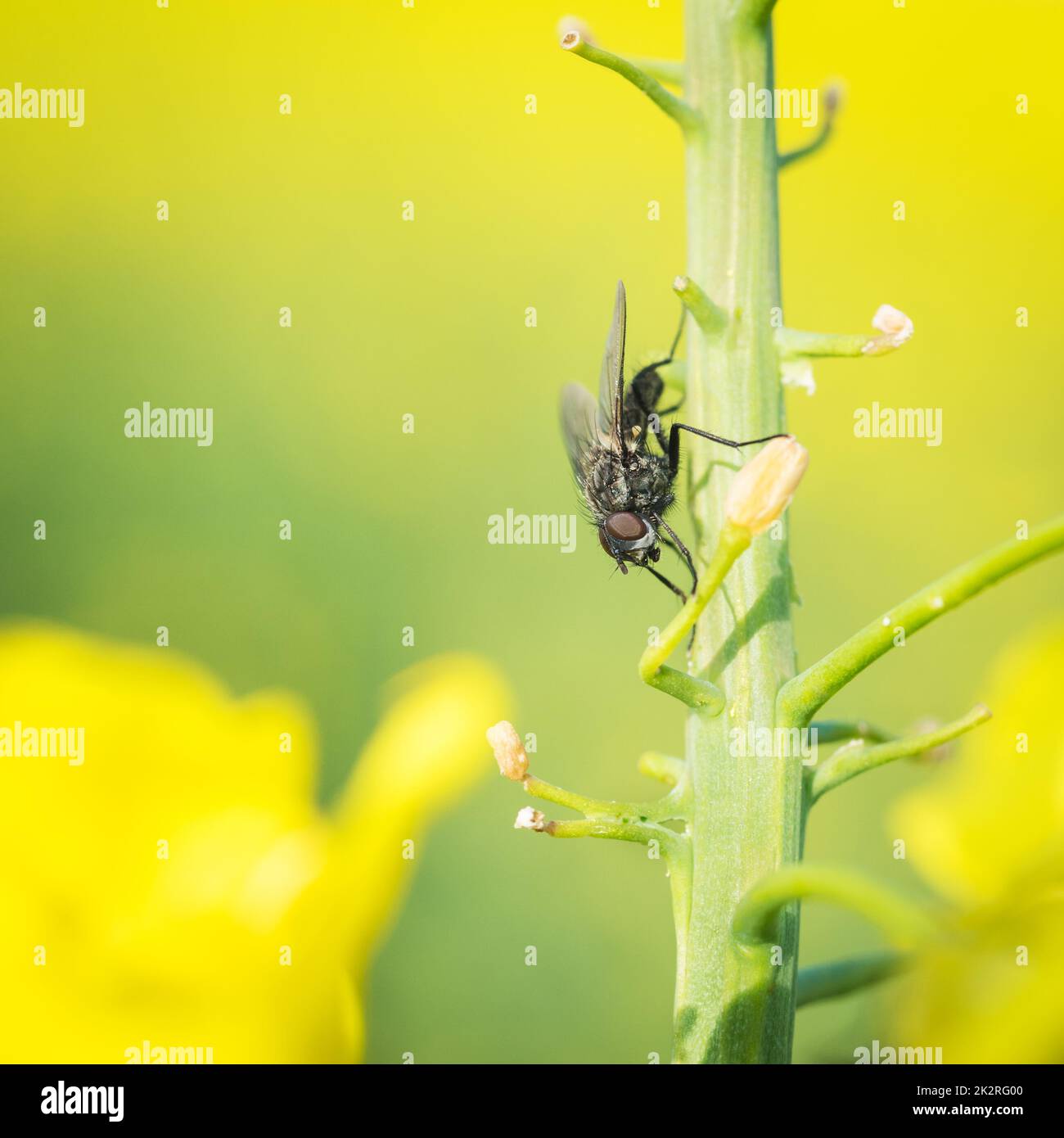 Makro Foto einer kleinen Fliege auf Raps vor der untergehenden Sonne Stockfoto