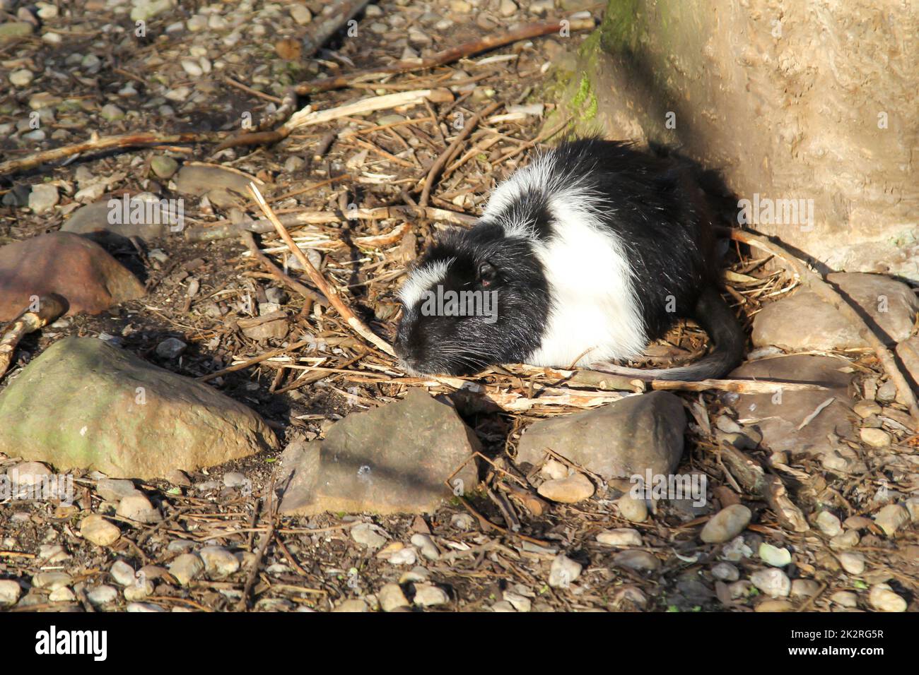 Nahaufnahme eines nahrhaften Tieres mit schwarzem und weißem Fell. Stockfoto