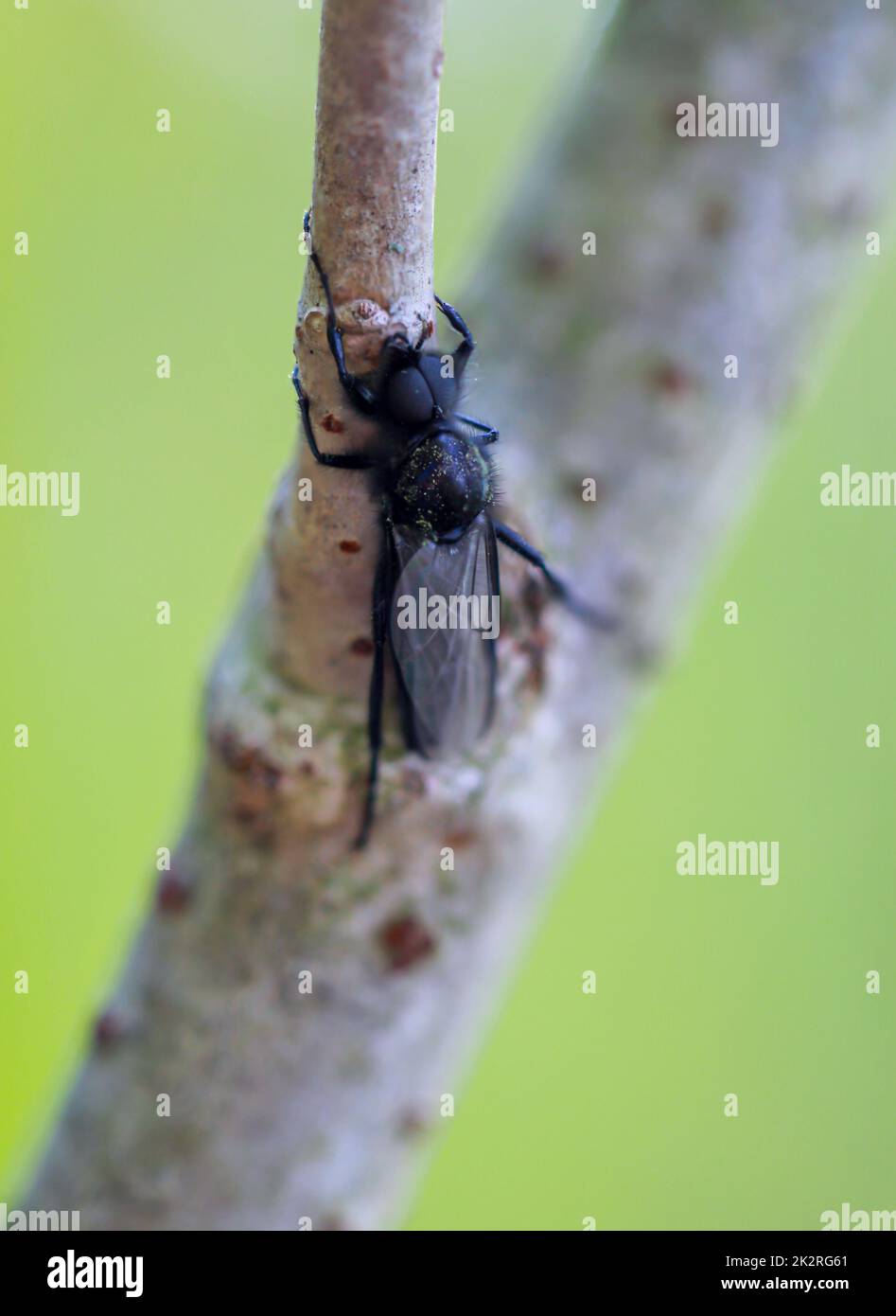 Ein Märzbrecher sitzt auf einer Pflanze. Stockfoto
