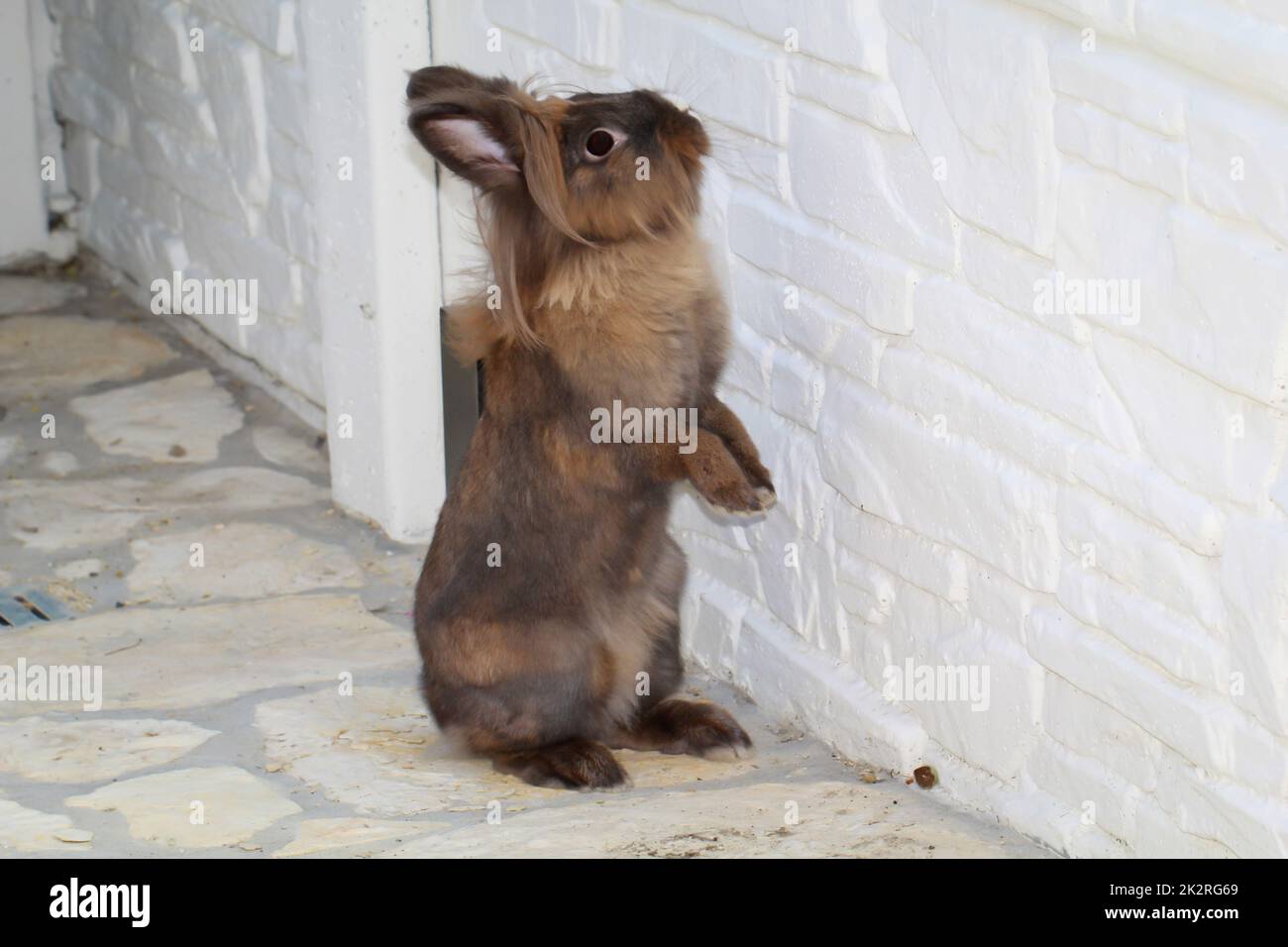 Ein Porträt, Nahaufnahme eines Zwergkaninchens. Stockfoto