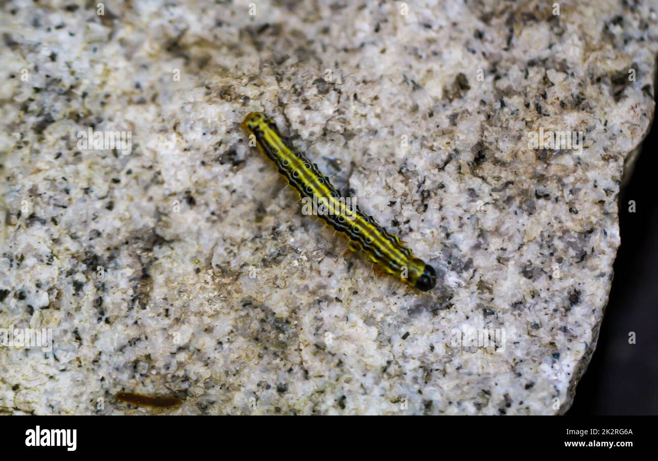 Die Raupe eines Boxwood-Bohrers auf einem Stein. Stockfoto