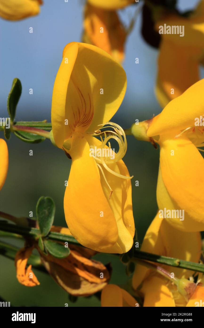 Gewöhnlicher Besen, Cytisus scoparius, gelbe Blüten Stockfoto