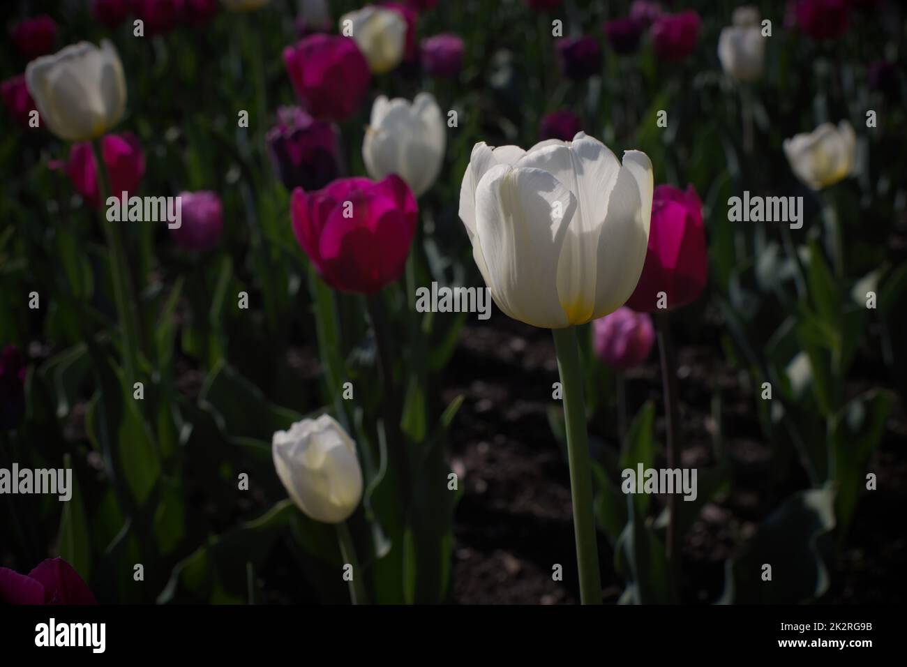 Weiße Tulpe und pinkfarbene Blumen blühen im Frühlingslicht Stockfoto