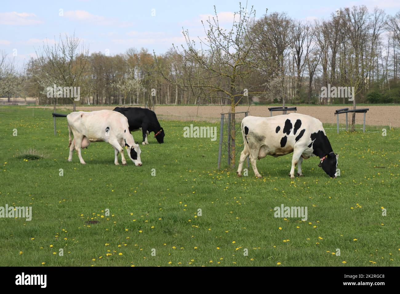 MilchkÃ¼he (Bos taurus) grasen auf einer Weide Stockfoto