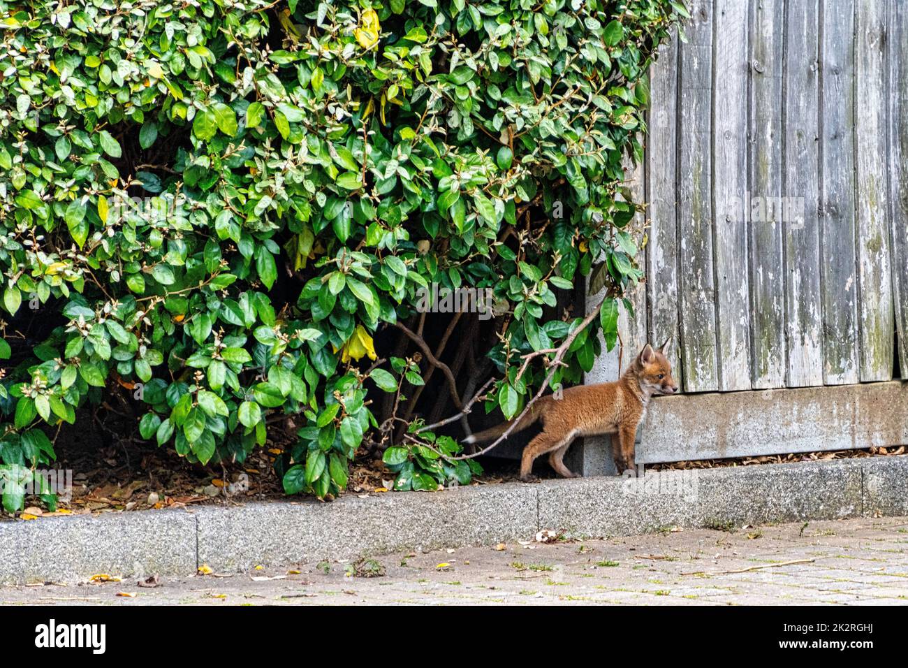 Wilder Rotbabyfuchs (Vulpes vulpes) in London, Vereinigtes Königreich Stockfoto