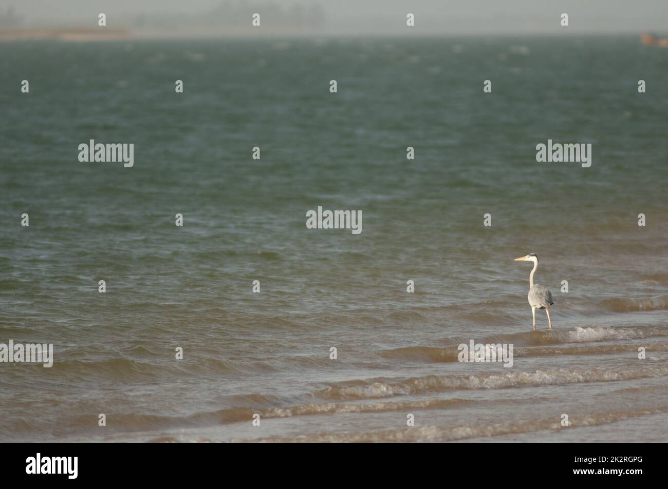 Graureiher Ardea cinerea im Senegal. Stockfoto