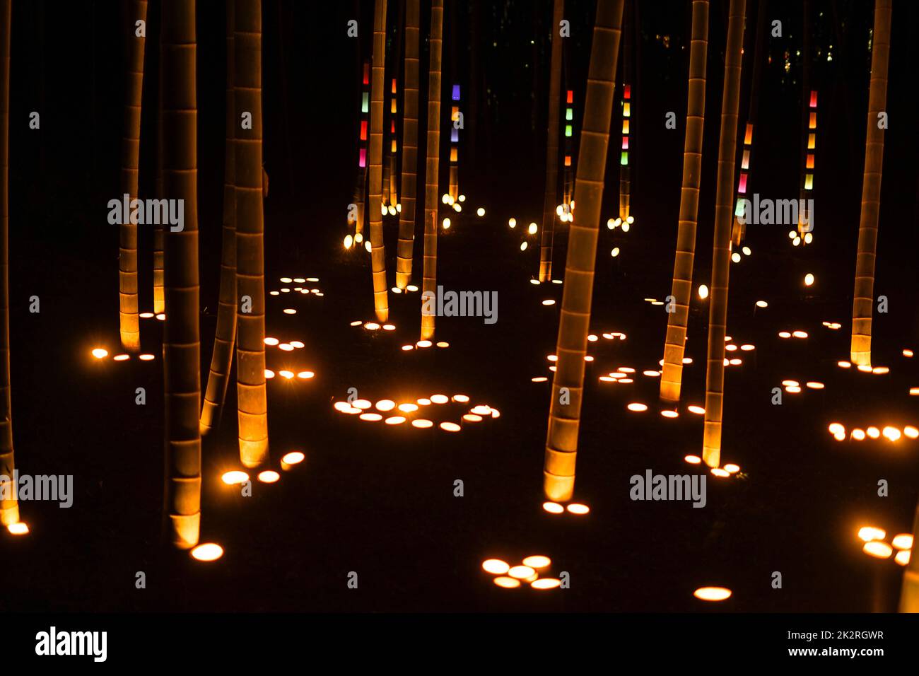 Bambuswald leuchtet auf (kleiner Schreibtisch Burgwald des Bürgers) Stockfoto