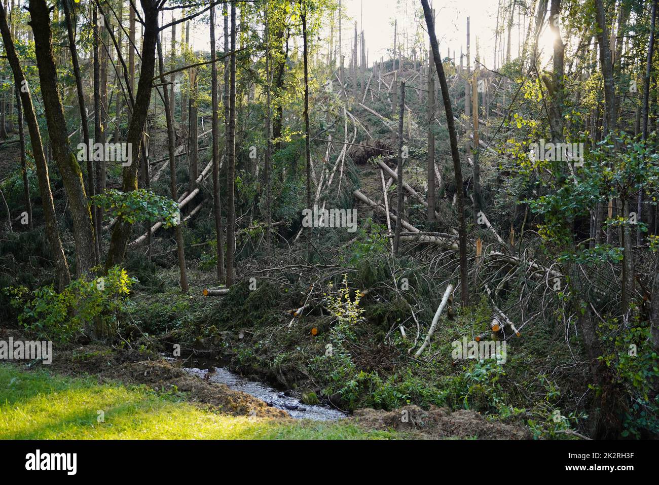 Massive Sturmschäden in einem Wald mit einem Hauch von Zerstörung. Stockfoto