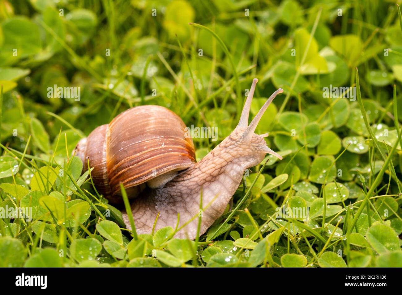 Die Schnecke gleitet auf der nassen Grasstruktur Stockfoto