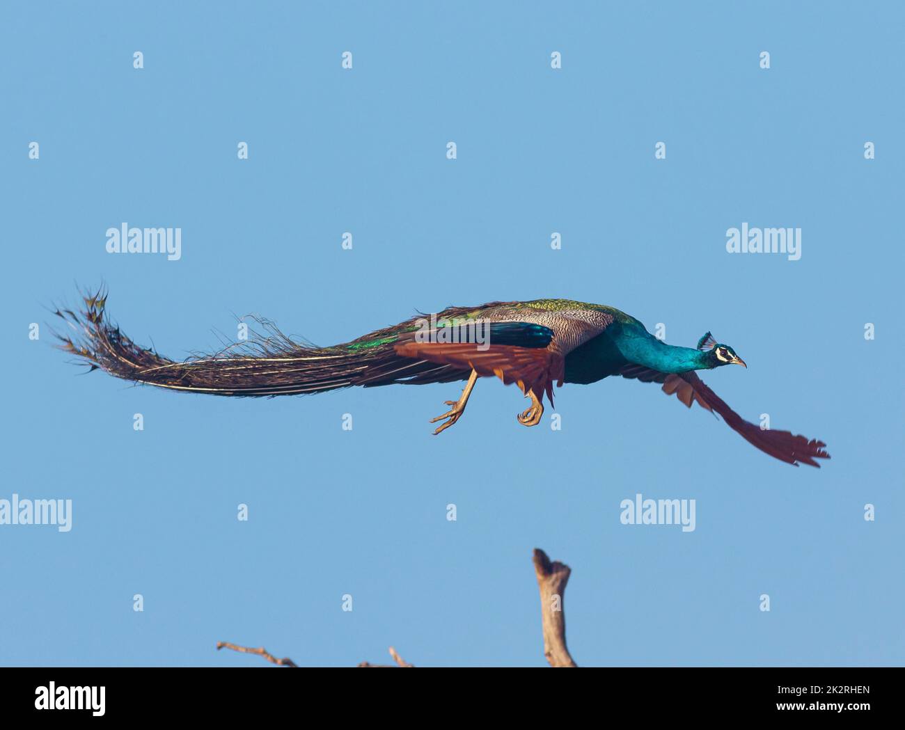 Ein wunderschöner, glühender Pfau mit strahlenden Federn, die in der Luft fliegen und sich klar ausbreitet; leuchtender blauer Pfau; ein großer Vogel, der in der Luft fliegt Stockfoto