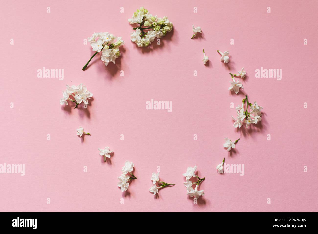 Kreative Gratulation Layout von Flieder auf pinkfarbenem Papper. Frühlingsblumen-Konzept. Flach liegend, Draufsicht, Kopierbereich Stockfoto