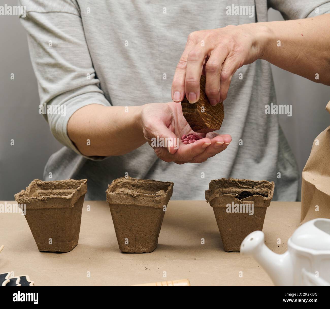 Gurkenkerne in einer weiblichen Handfläche. Pflanzen von Samen in Pappbecher zu Hause, Hobby Stockfoto