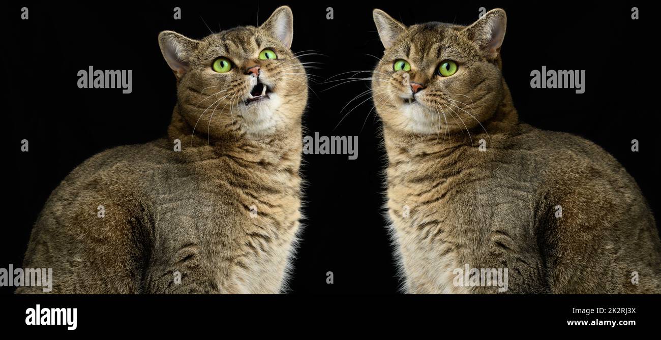 Die Erwachsene graue Katze Scottish Straight sitzt auf einem schwarzen Hintergrund. Traurige und wütende Schnauze, grüne Augen Stockfoto