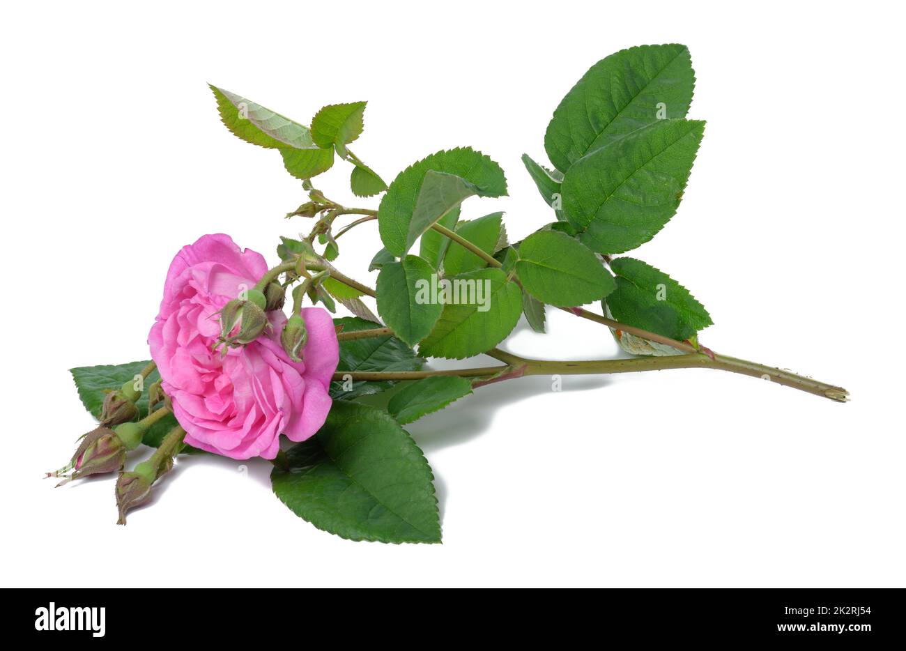 Blühende rosa Rose Knospe mit grünen Blättern auf weißem Hintergrund, schöne Blume Stockfoto