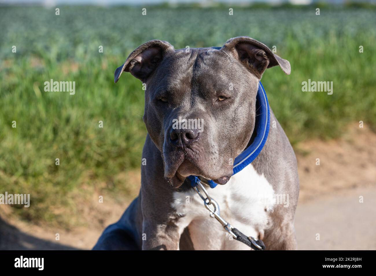 Porträt eines amerikanischen Tyrannen Stockfoto