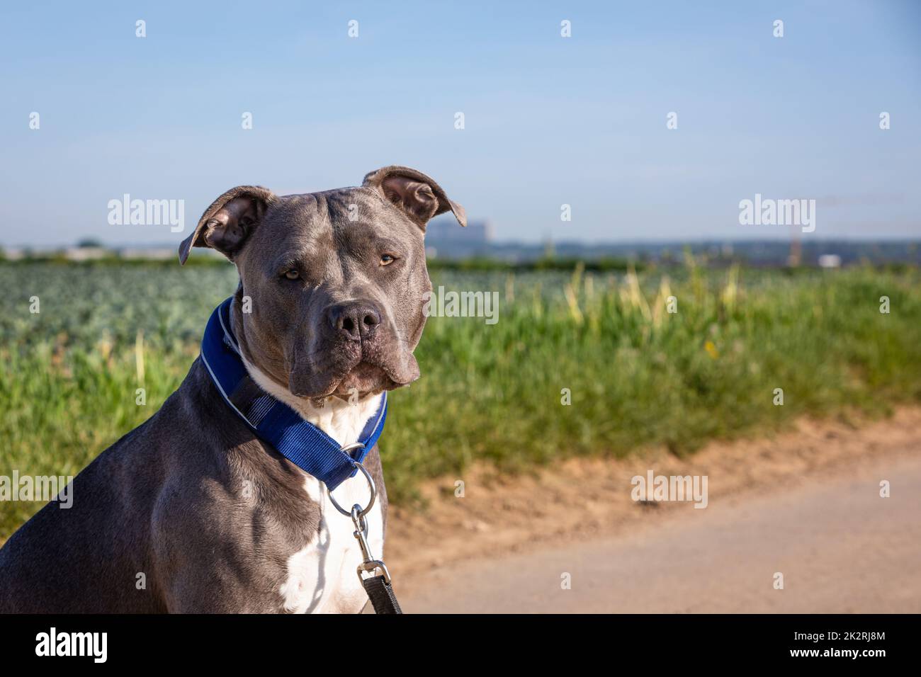 Ruhiger Blick wie ein amerikanischer Tyrann Stockfoto