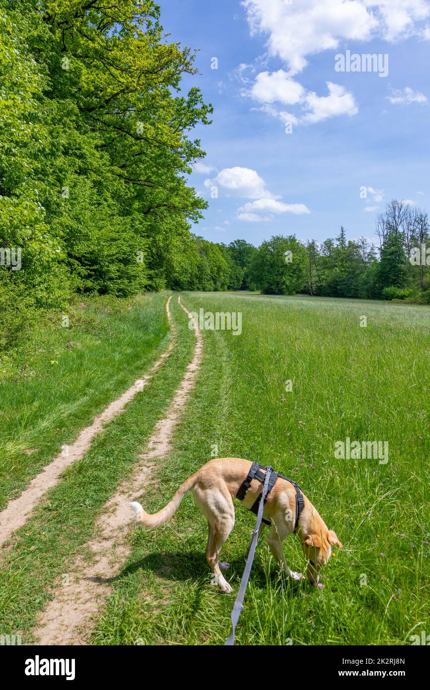 Hund an der Leine auf einer wunderschönen Strecke Stockfoto