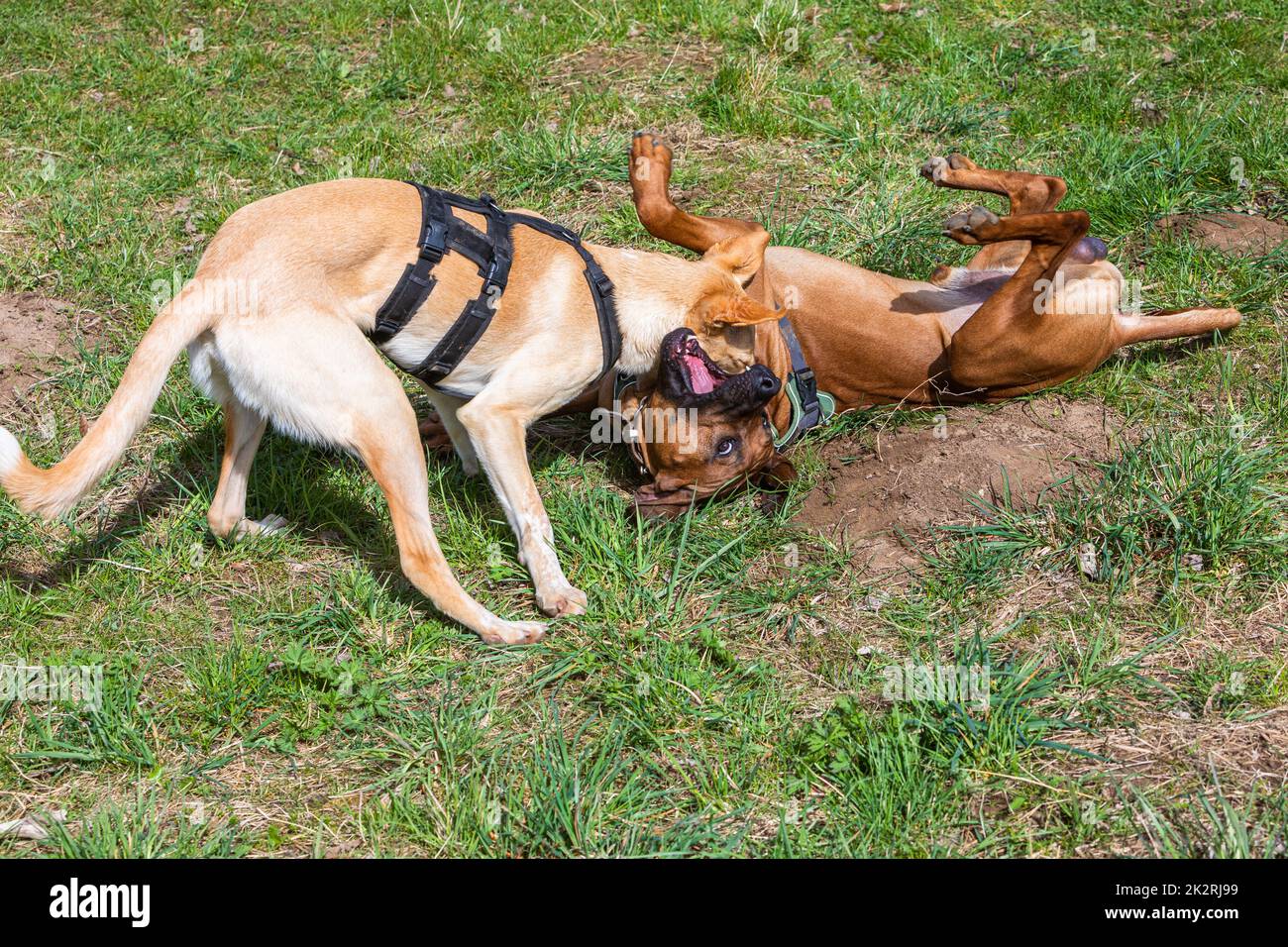 Verspieltes Beißen von zwei Hunden Stockfoto