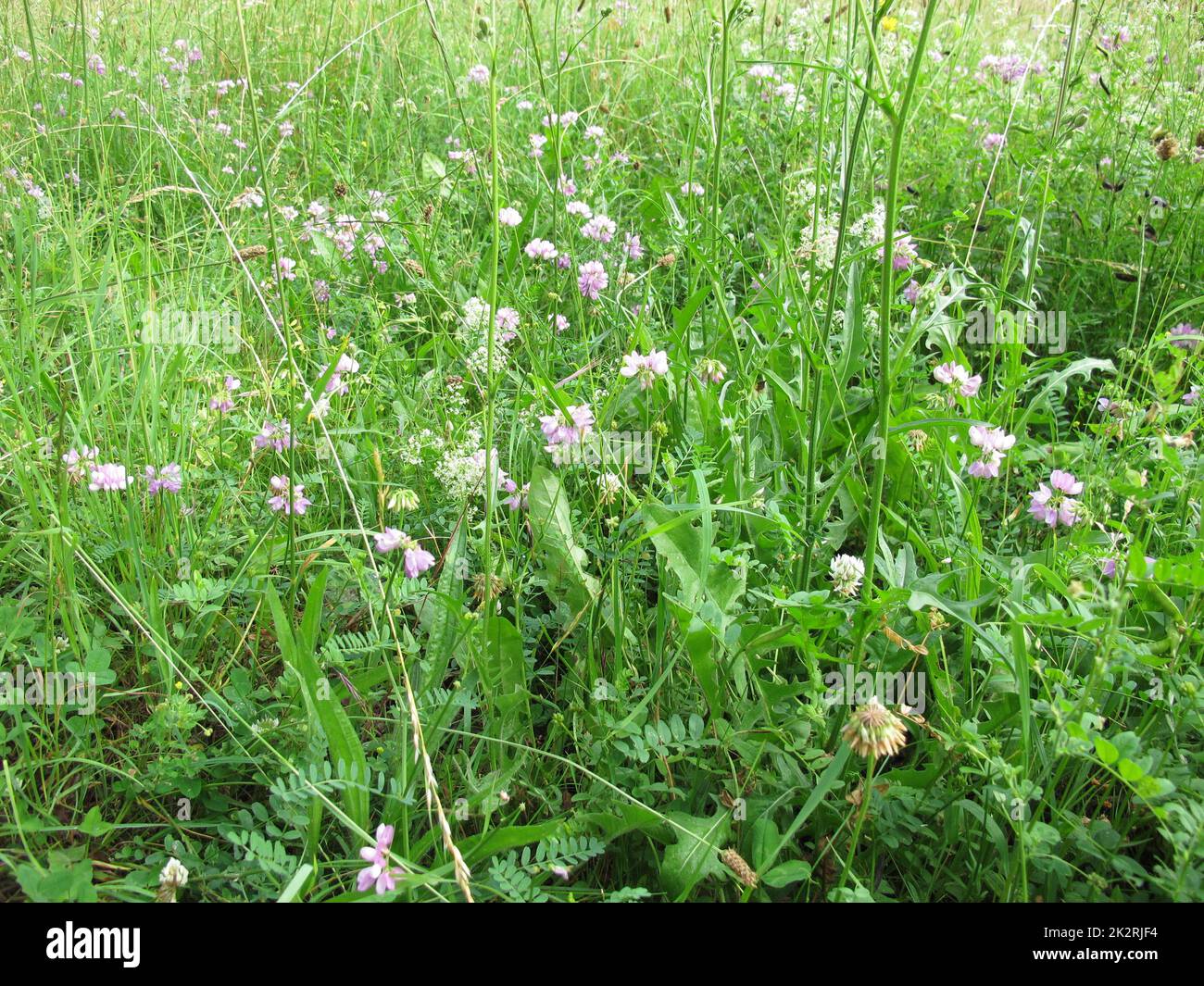 Wildblumenwiesen mit Kronvetch und weißem Bedstroh Stockfoto