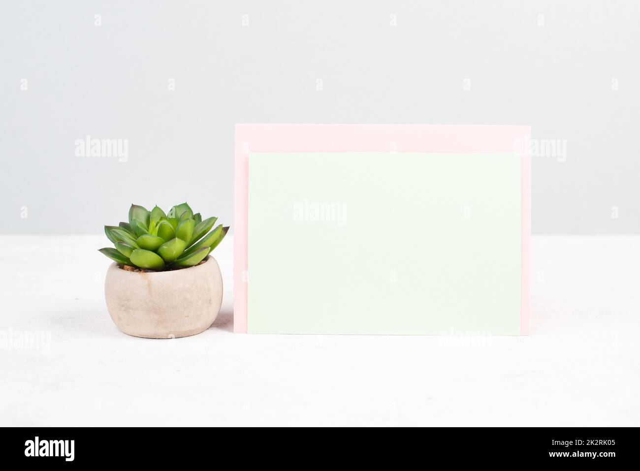 Kaktus in einem Topf auf pastellfarbenem Hintergrund, minimalistische Dekoration, Pflanzen am Schreibtisch, Platz für Text, modernes Zuhause Stockfoto