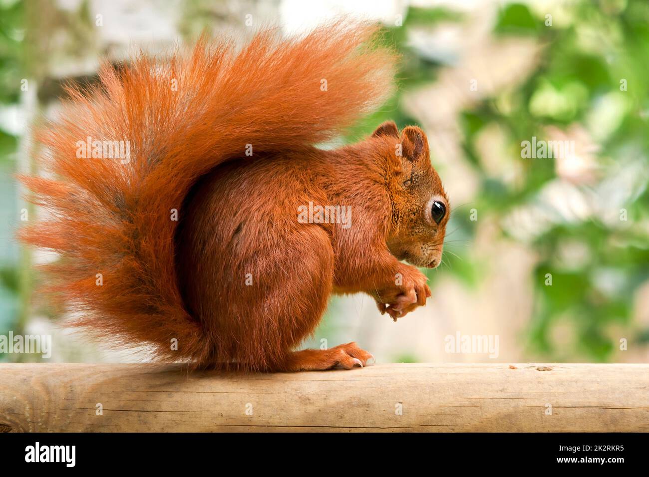 Rotes Eichhörnchen (Ischiurus vulgaris) mit buschigen Schwanz über dem Rücken, orangerotem Fell und Schwanz, der sich nach vorne lehnt. Zucht in Gefangenschaft im Gehege Stockfoto