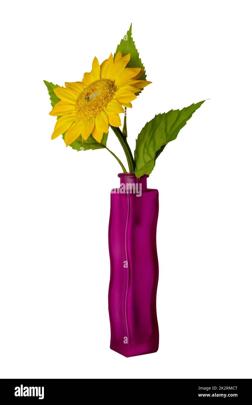 Eine einzelne Sonnenblume in der eleganten violetten Glasvase isoliert auf weißem Hintergrund. Schönes Geschenk oder Grußkarten Element. Beschneidungspfad. Stockfoto