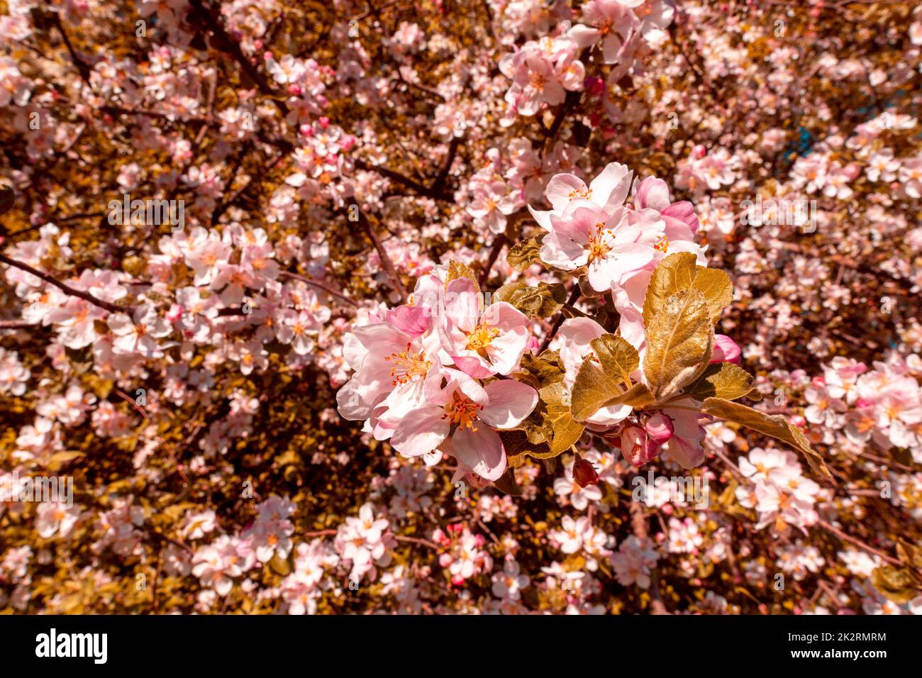 Apfelbaum in Blüte Stockfoto