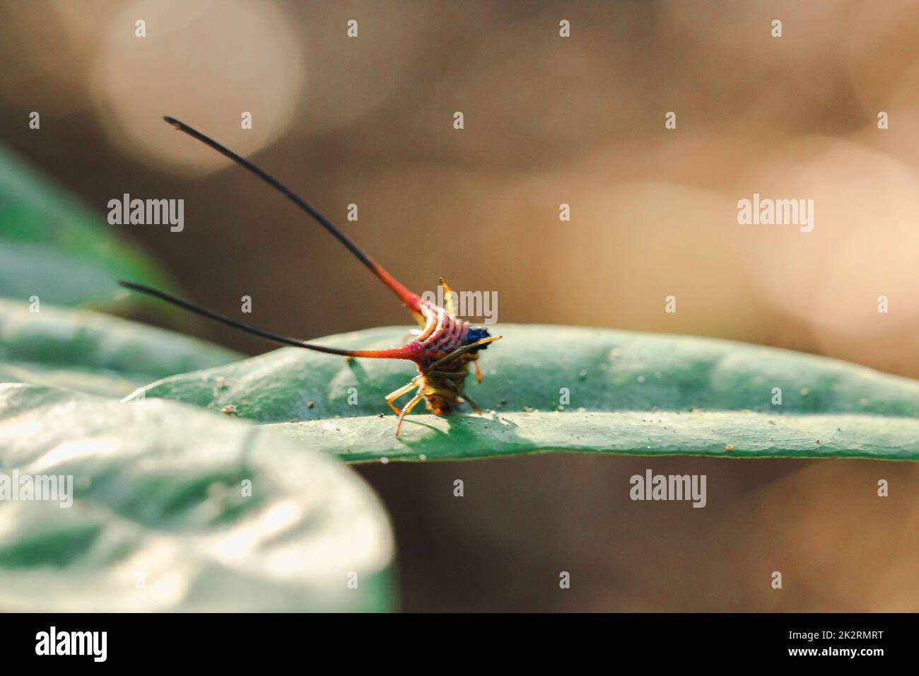 Curved Spiny Spinne auf den Blättern im Wald Stockfoto