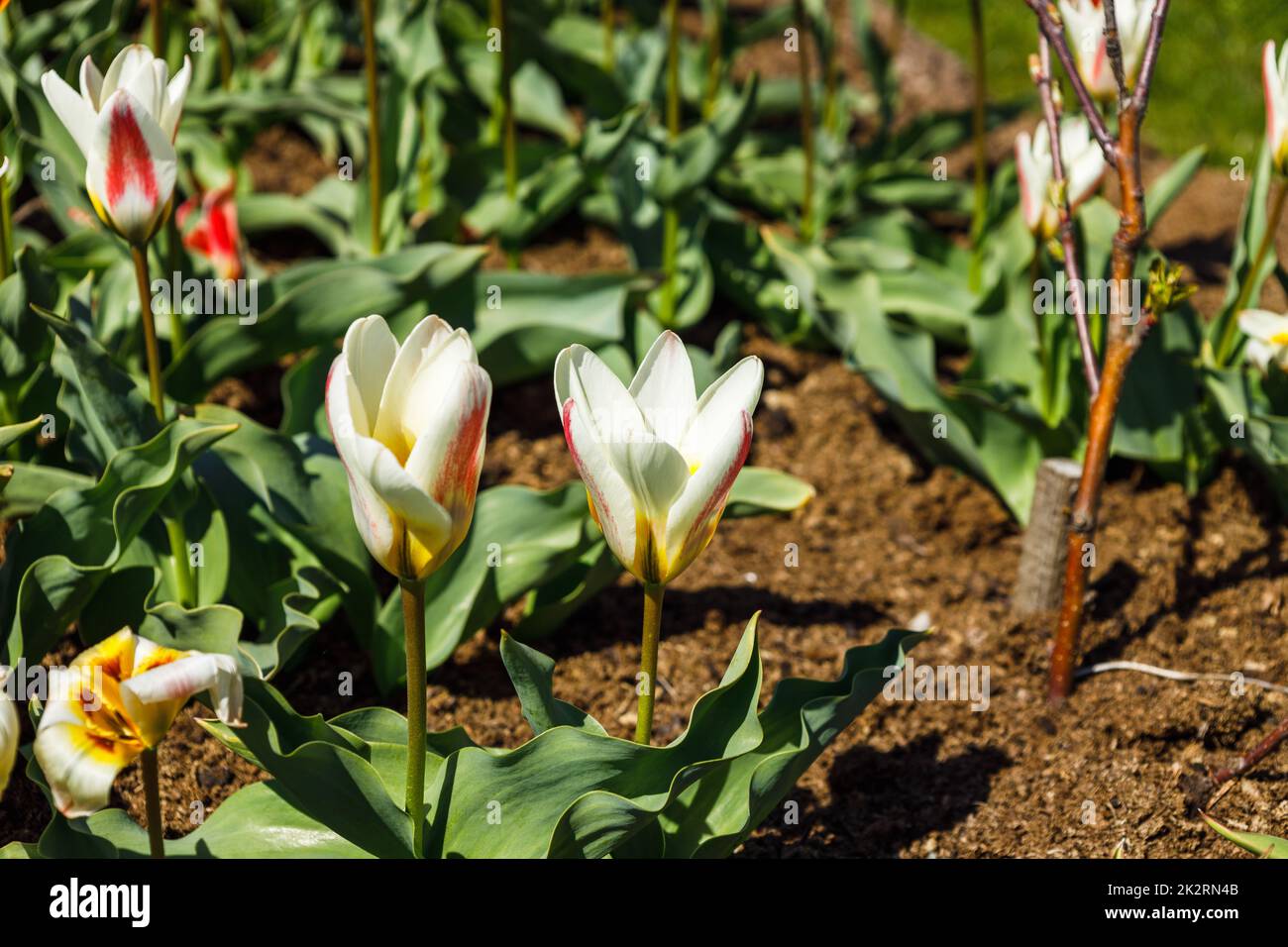 Tulipa - Flüsterblumen wachsen und blühen im botanischen Garten Stockfoto