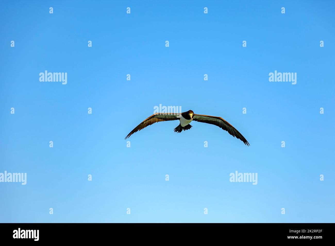 Seevögel fliegt allein mit offenen Flügeln Stockfoto Seevögel fliegt allein mit offenen Flügeln Stockfoto