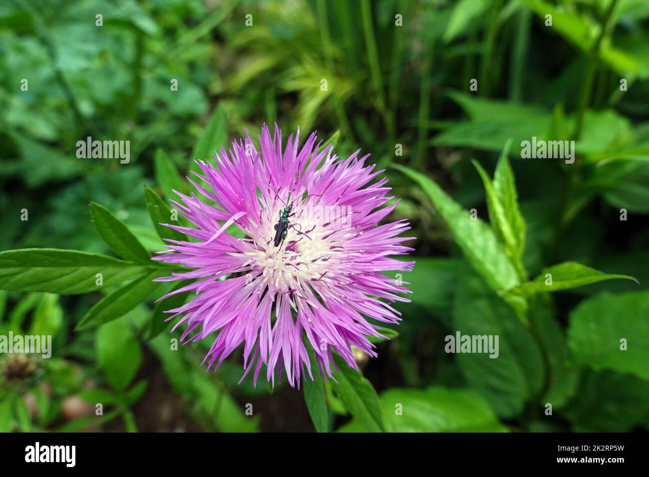 MÃ¤nlicher GrÃ¼ner ScheinbockkÃ¤fer auf Skabiosen-Flockenblume Stockfoto