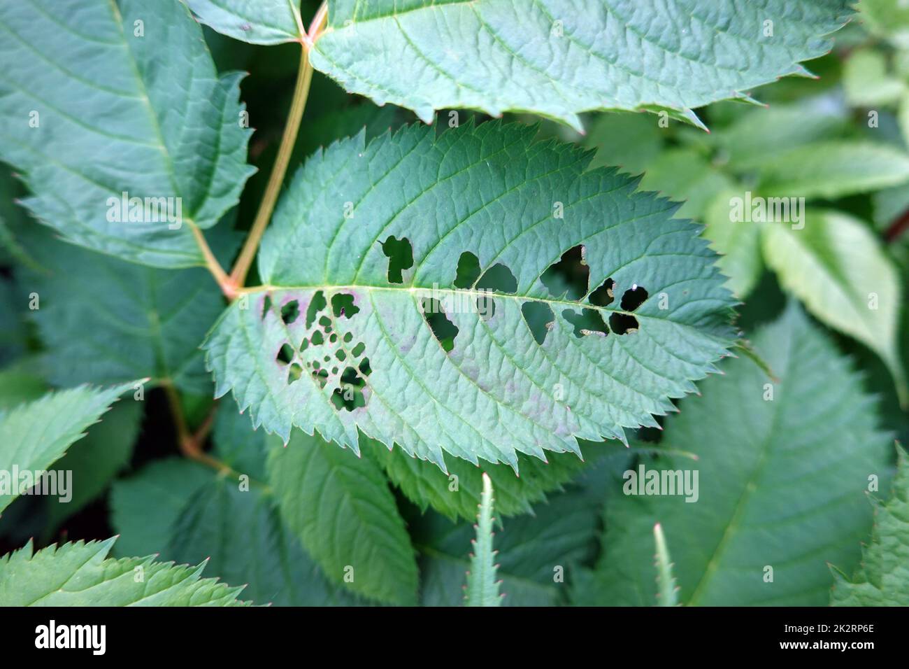 Blattwespen-Larven (Tenthredinidae) fressen die BlÃ¤tter eines Wald-Geissbart (Aruncus dioicus) Stockfoto