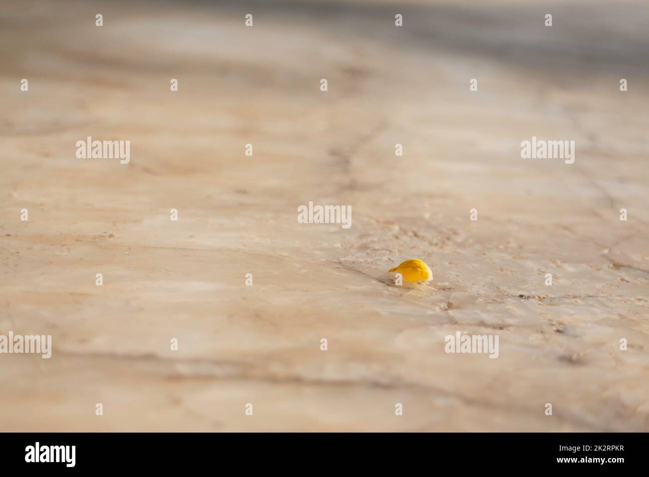 Grüne Pflanze im lokalen Restaurant Stockfoto