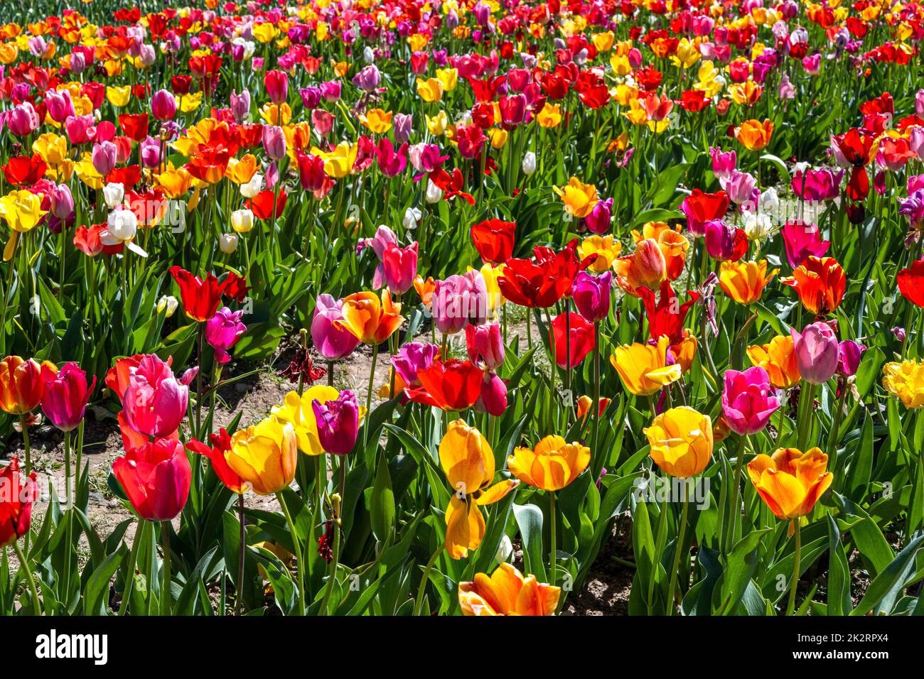 Ein Feld voller farbenprächtiger, blühender Tulpenblüten Stockfoto