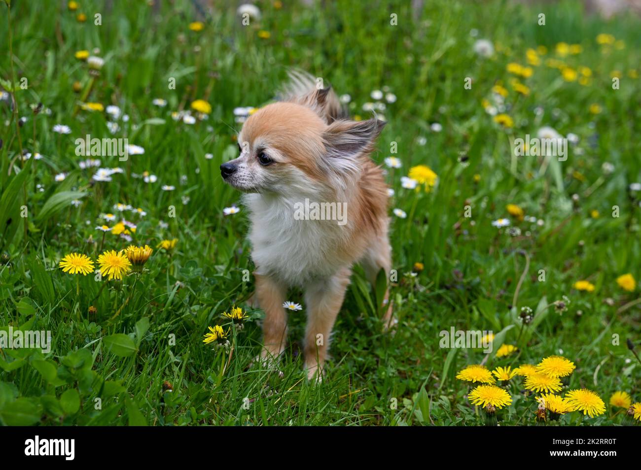 Ein chihuahua-Hund auf einer grünen Wiese mit gelben Blumen Stockfoto