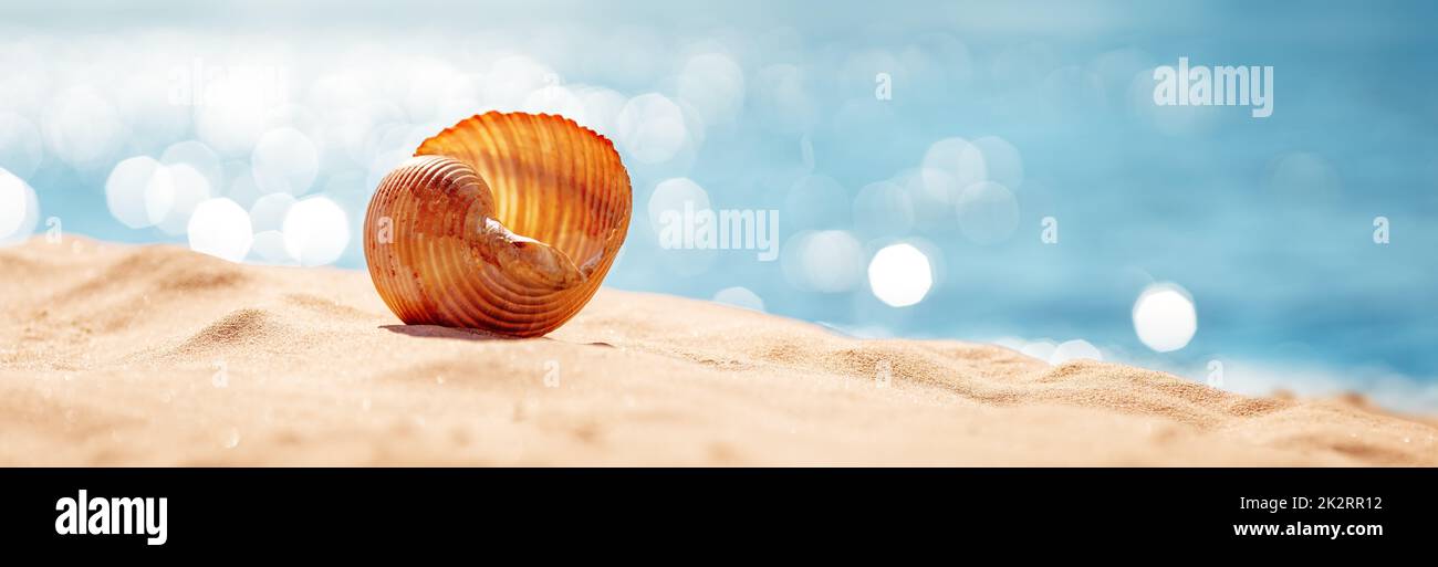 Muschel auf dem Sand des Meeresstrandes im Sommer Stockfoto