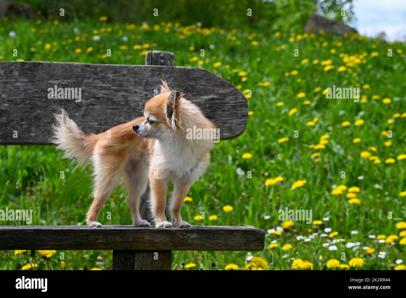 Ein Chihuahua-Hund steht auf einer Bank in der Natur Stockfoto