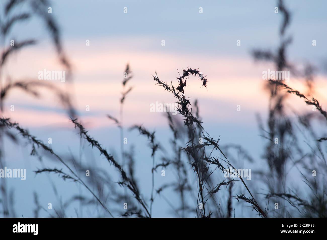 Silhouetten von trockenem Gras mit Blick auf den Sonnenuntergang. Stockfoto