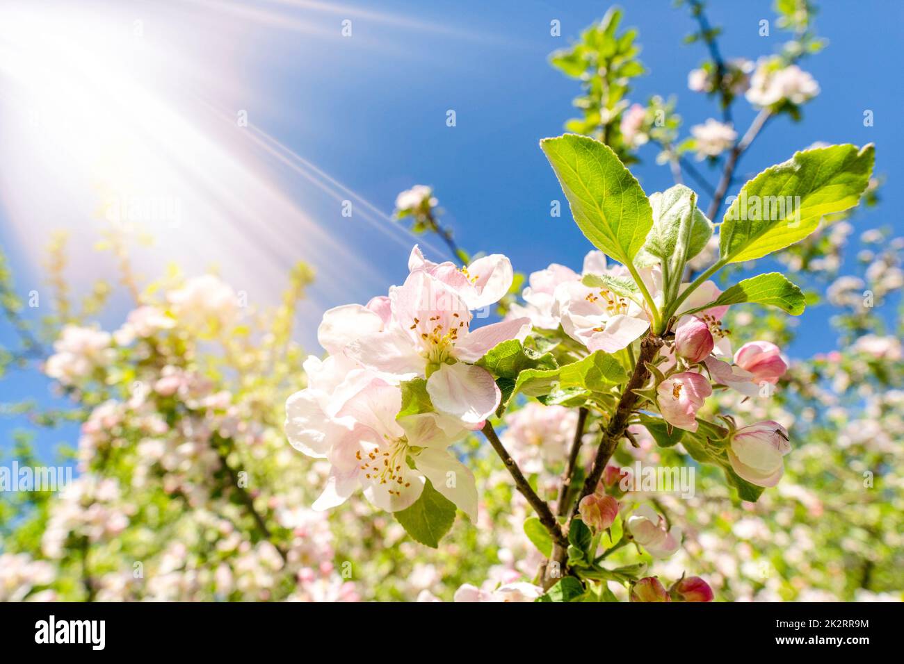 Apfelbaum in Blüte mit Sonnenlicht Stockfoto