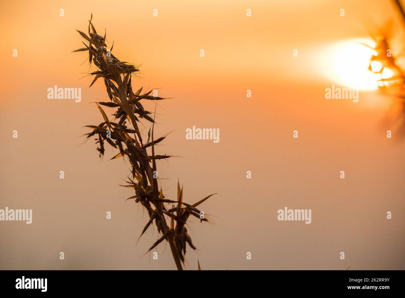 Silhouetten von trockenem Gras mit Blick auf den Sonnenuntergang. Stockfoto