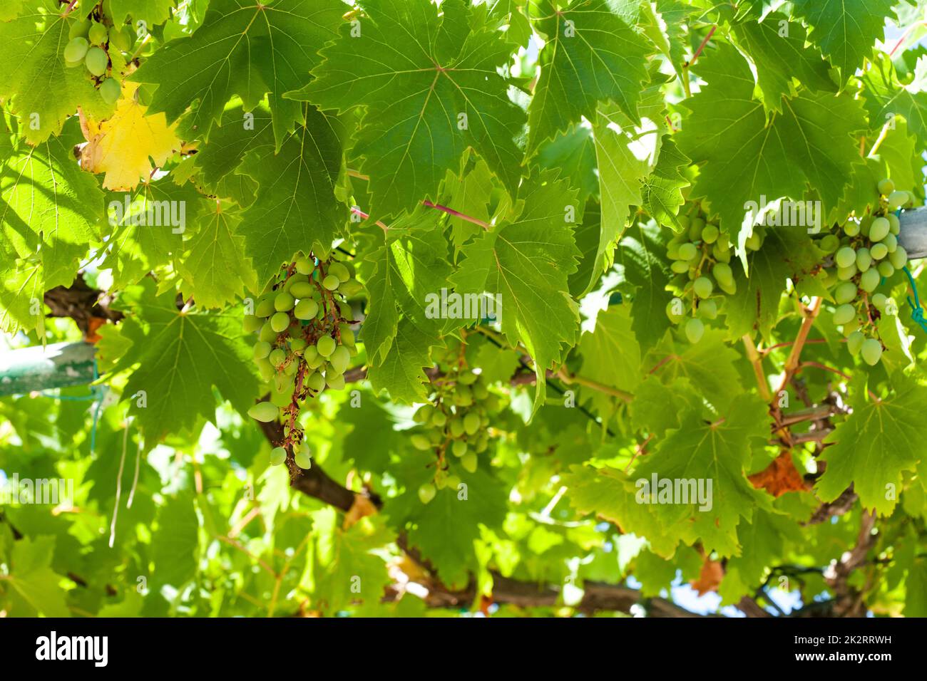 Greifer auf Baumgrapp auf Weingut Stockfoto
