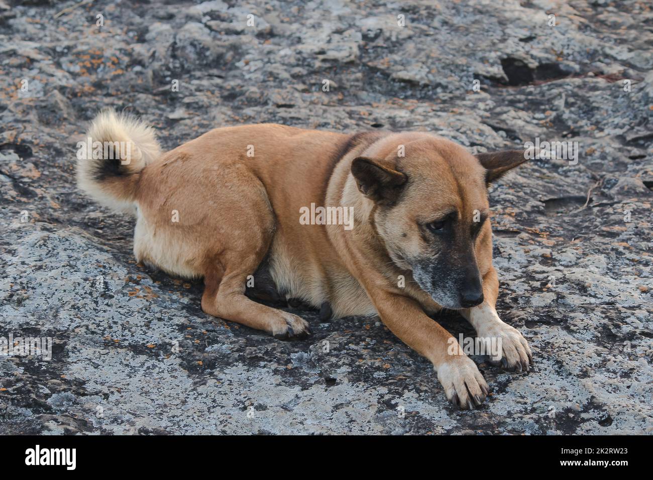 Der braune Hund liegt auf dem Steinboden. Stockfoto