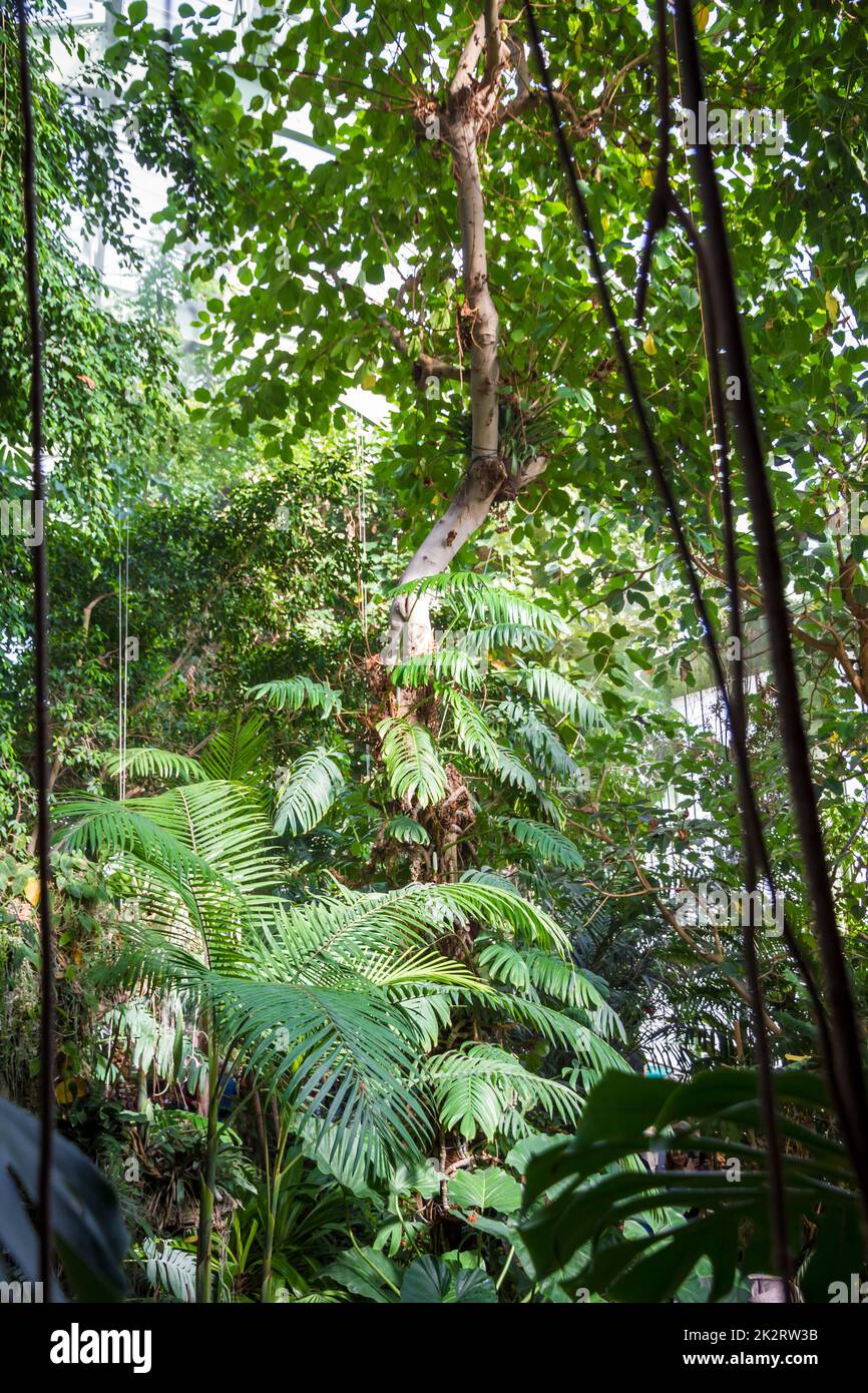 Tropischer Dschungelwald im Hintergrund Stockfoto