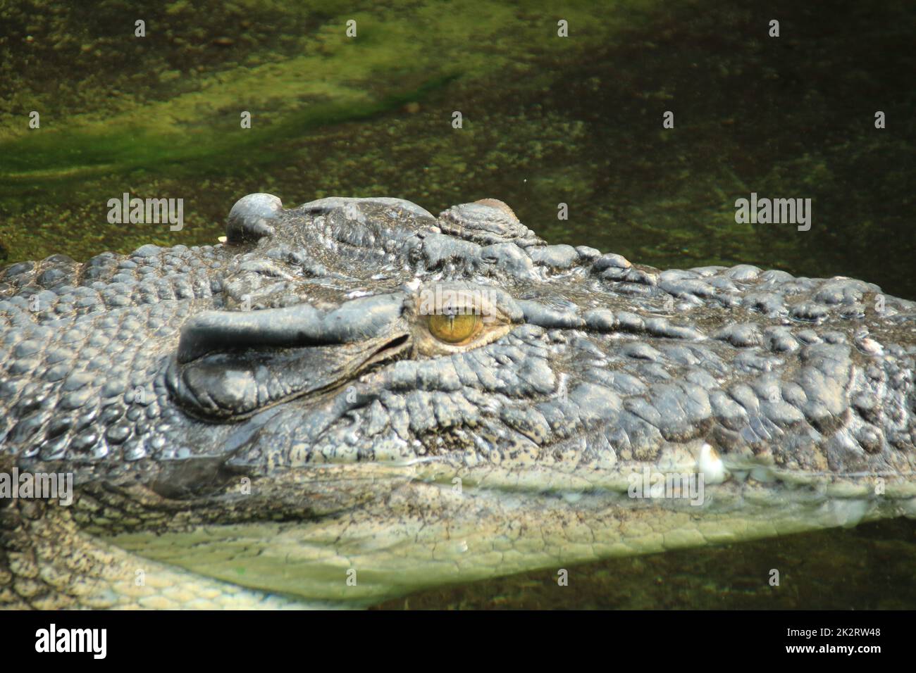 Kopf eines Krokodils von der Seite fotografiert Stockfoto