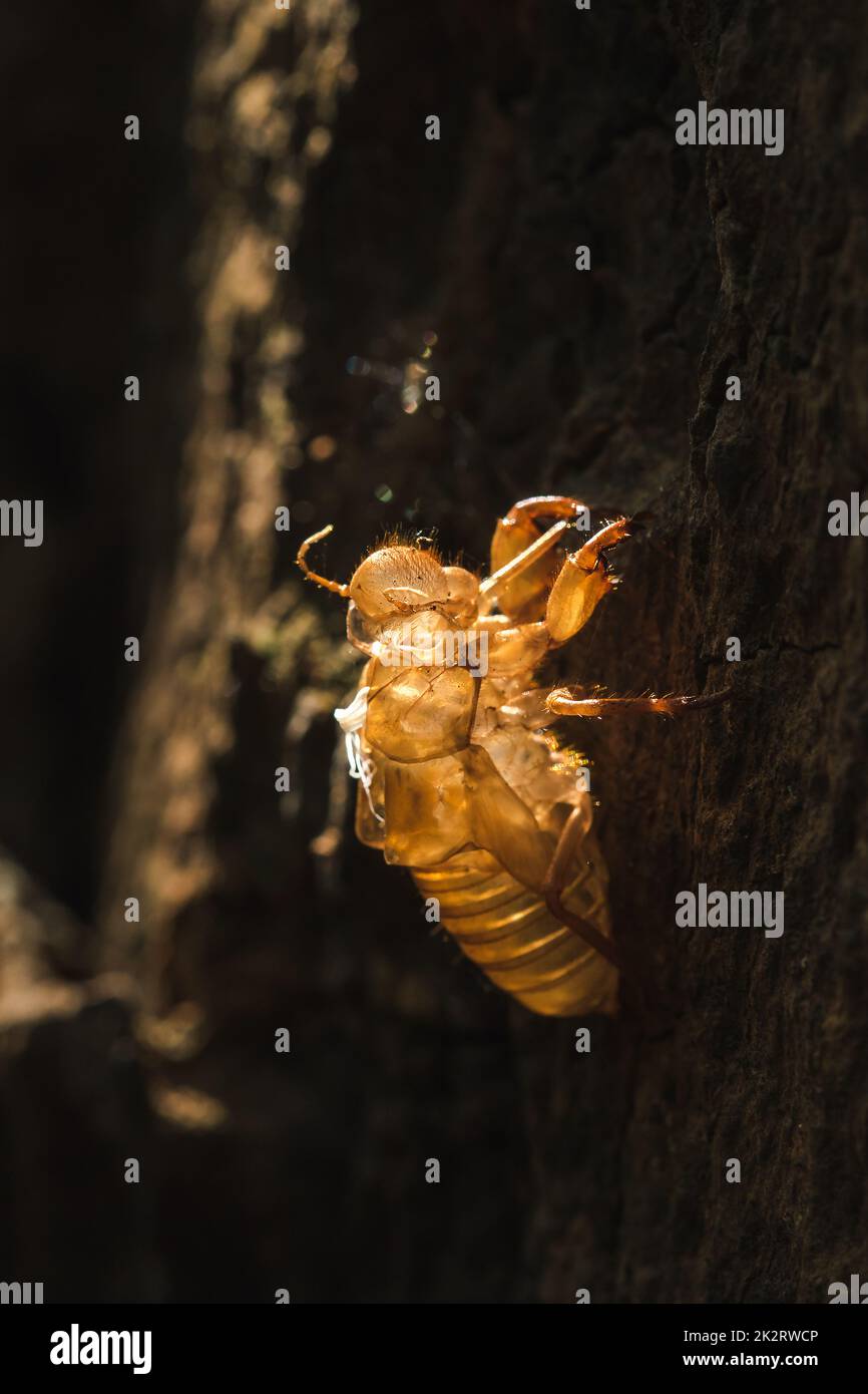 Die Sonne scheint auf der Zikade im Baum. Stockfoto