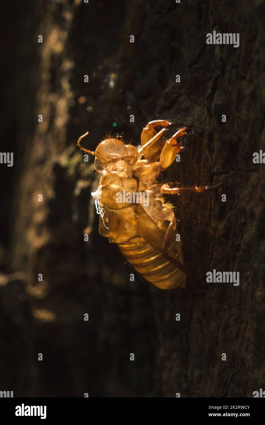 Die Sonne scheint auf der Zikade im Baum. Stockfoto